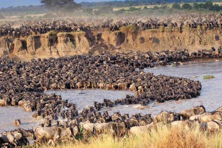 Serengeti